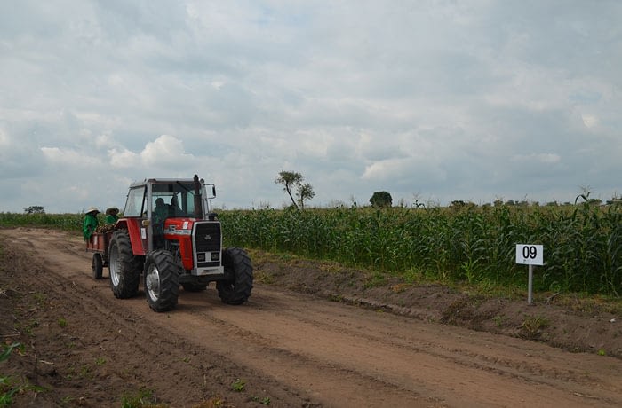 Xtreme Returns Farm maize-2