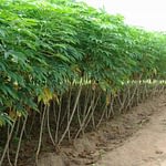 Cassava Stems Ready for harvest at Xtreme Returns Farms.png
