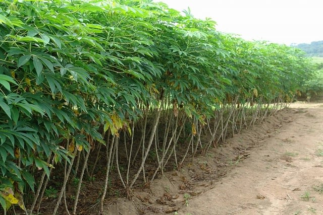 Cassava Stems Ready for harvest at Xtreme Returns Farms.png