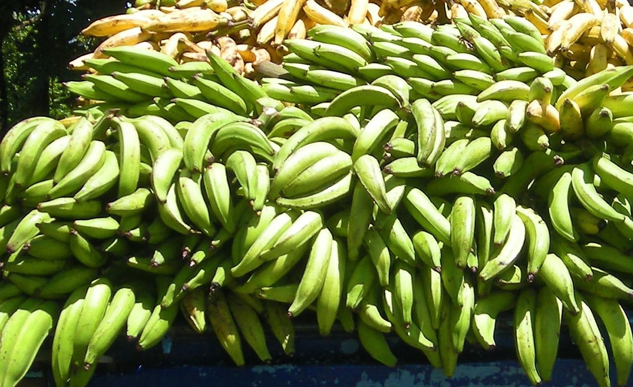 Plantain Cultivation