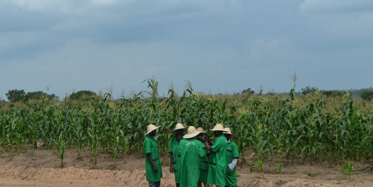 Maize farm weeding2