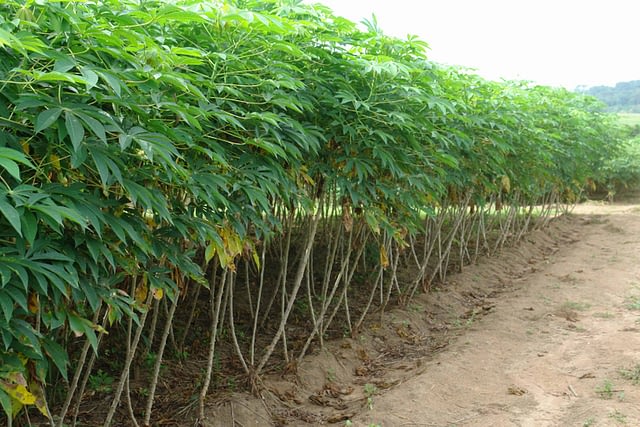 Pest Control Technique for Cassava Farming