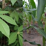 What Every Farmer Should Know About Cassava And Maize Intercropping