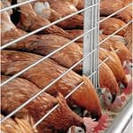 poultry farming at xtreme returns farms