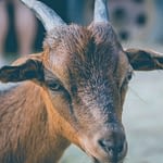 What You Must Know Before Starting That Goat Farm