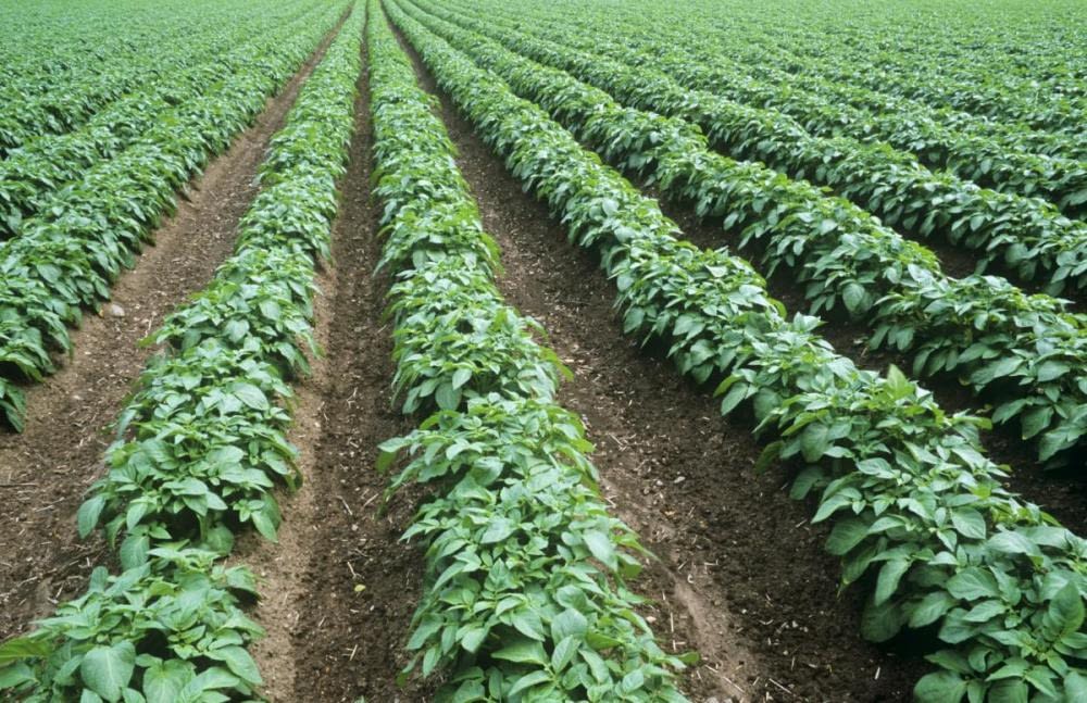 Fertilizer Application for Plantain Plantation Xtreme Returns