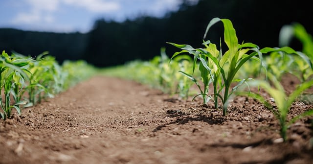 Seed Solutions fpr Maize and Cassava
