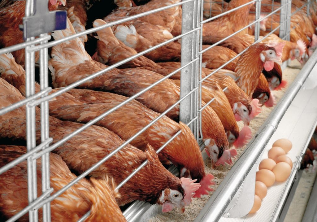 Xtreme Return poultry-farming1-1024x717