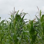 HOW TO SETUP A MAIZE FARM