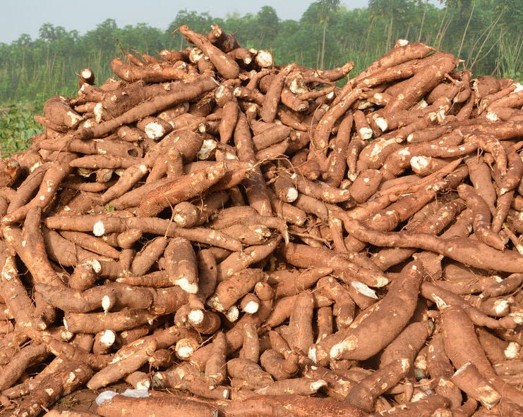 Cassava stand