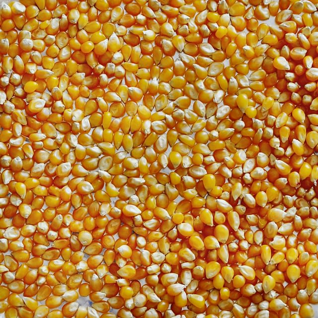 Crop Farming - Maize - Corn