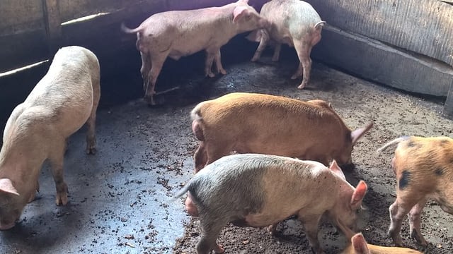Pig Livestock Xtreme Returns Farm