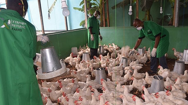 Poultry Farming Livestock Xtreme Returns Farm