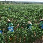 Cassava farm weeding Cassava Farming