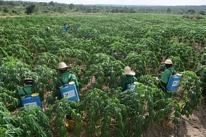 Cassava farm weeding Cassava Farming