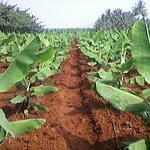 soil-requirements-for-plantain-plantation