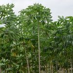 The Ultimate Guide To Cassava Farming In Nigeria