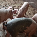 You Should Know This Before Starting A Pig Farm