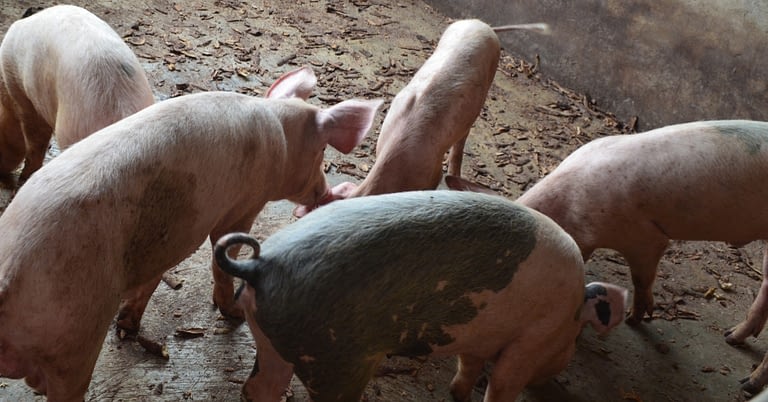 pig farms 2