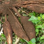 Make Your Cassava Safer For Consumption