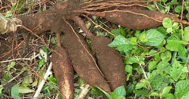 Make Your Cassava Safer For Consumption