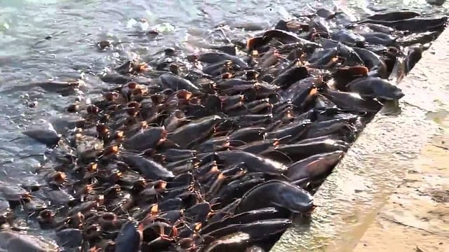 Fish Livestock Xtreme Returns Farm