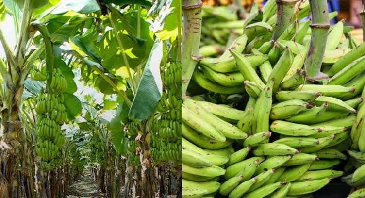 green plantain tree