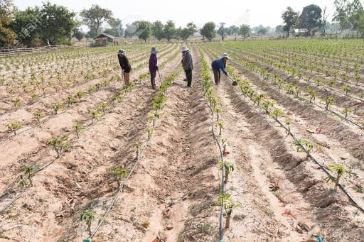 Irrigation at Xtreme Returms Farms