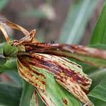 disease management in maize