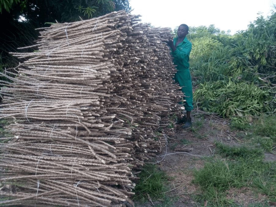 Cassava Stems at Xtreme Returns Farms