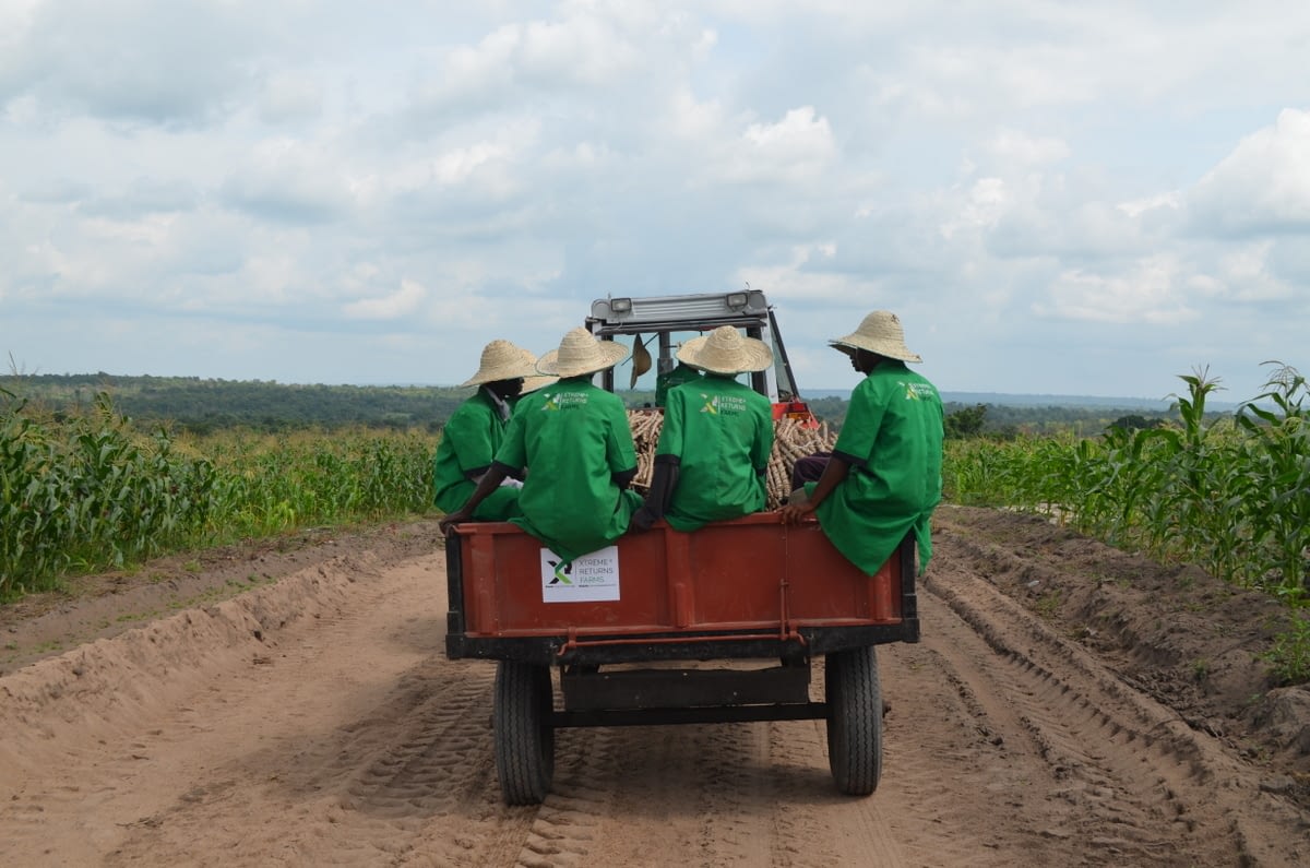 Cassava farm weeding